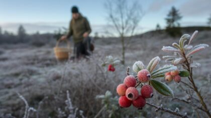 Deze winterse rode vrucht bevat uitzonderlijk veel antioxidanten volgens recente analyses